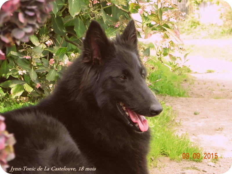 Jynn-tonic De La Castelouve