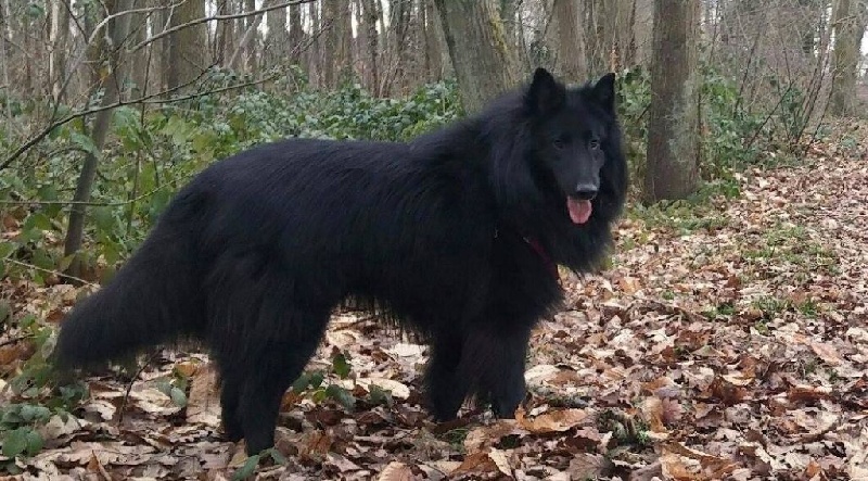 I'white dit lobo De La Castelouve
