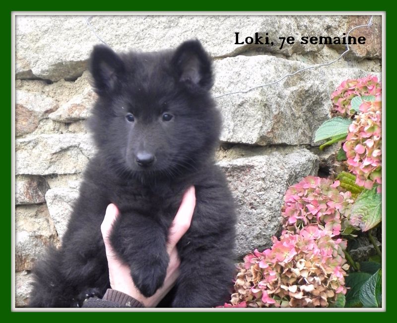 Loki De La Castelouve