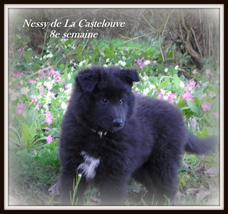 Nessy De La Castelouve