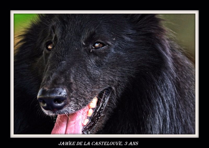 Jawke De La Castelouve