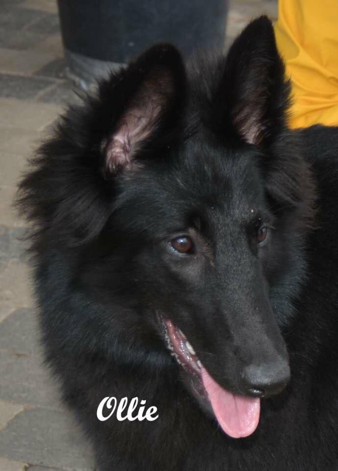 Ollie De La Castelouve