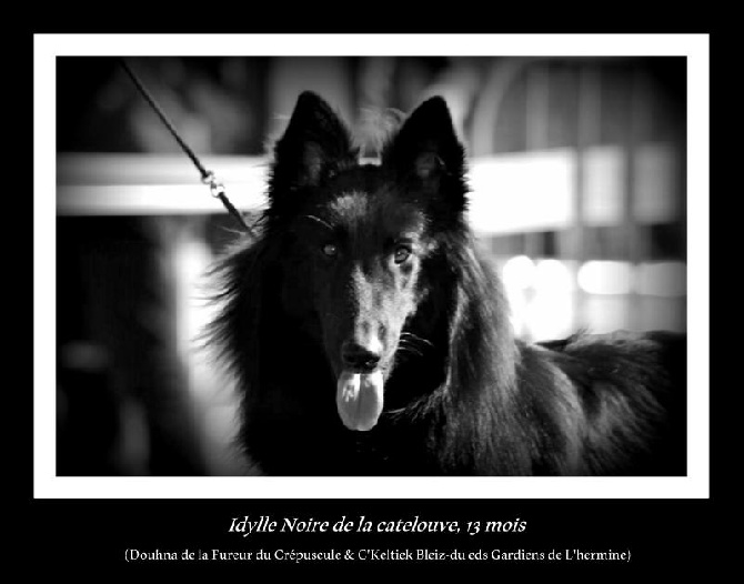 De La Castelouve - Idylle Noire à la Spéciale de race de Périgueux
