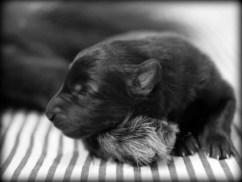 De La Castelouve - Chiots disponibles - Berger Belge