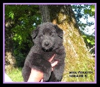 VIOLETTE / PAYOTTE