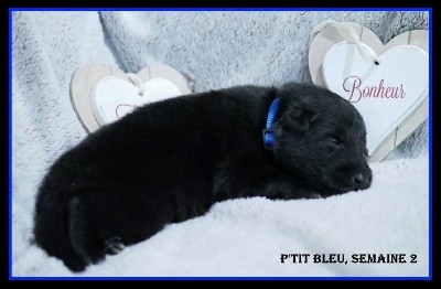CHIOT