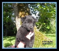 BLEU / PEPS