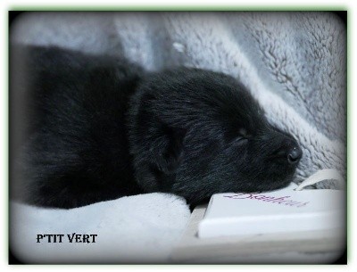 CHIOT