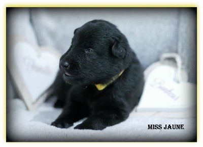 CHIOT