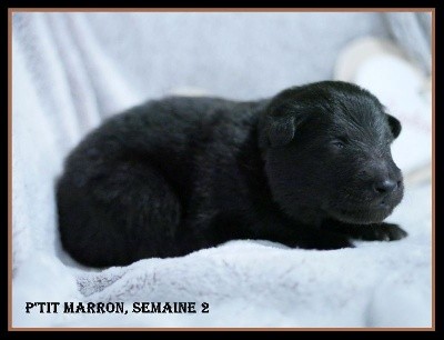CHIOT