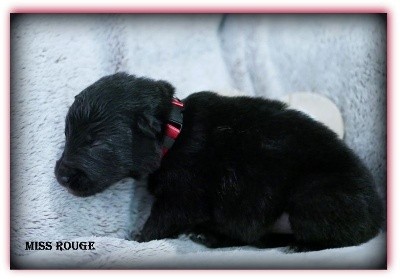 CHIOT