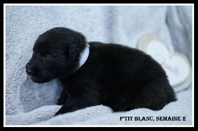 CHIOT