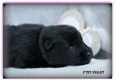CHIOT